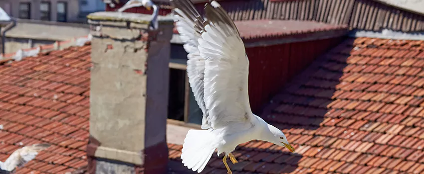 Residential Chimney Animal Removal Solution in New London, CT